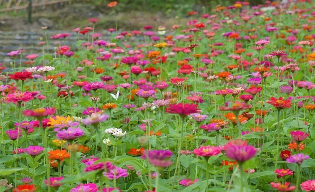 适宜春播的花卉图片