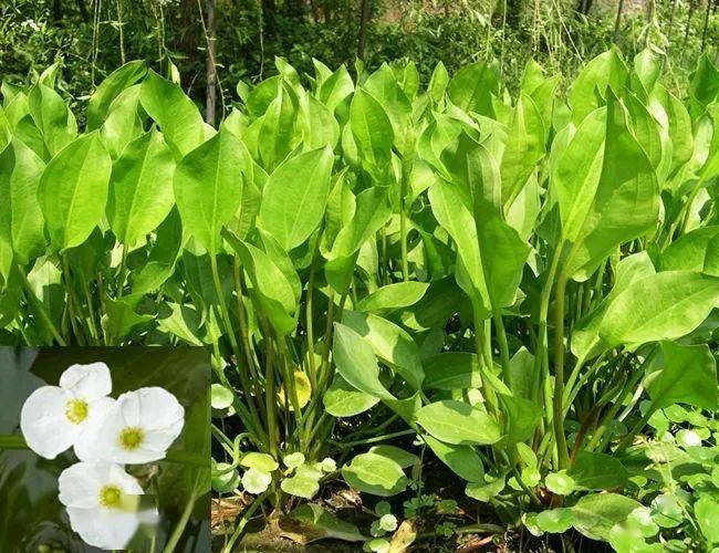叶子大的水生植物 d19693da5c32401b82e9608b6da9c9d9.jpeg