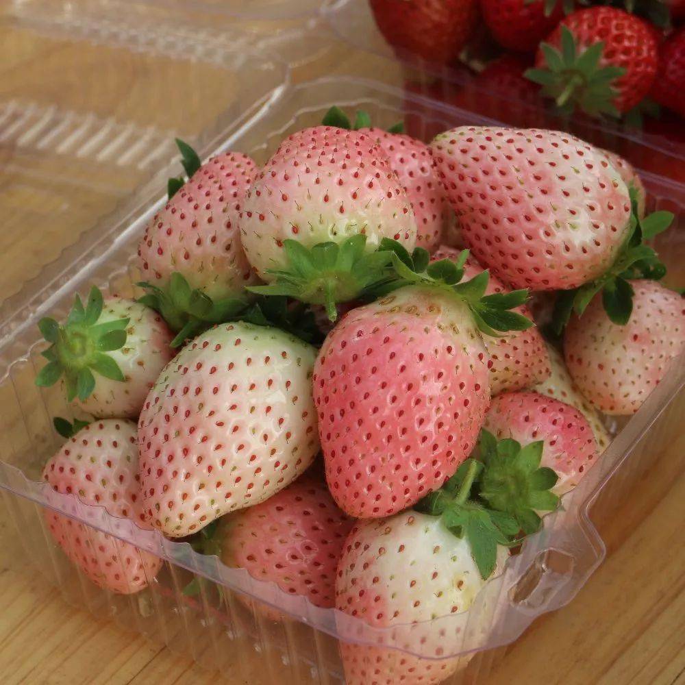 草莓熟了白雪公主约你来