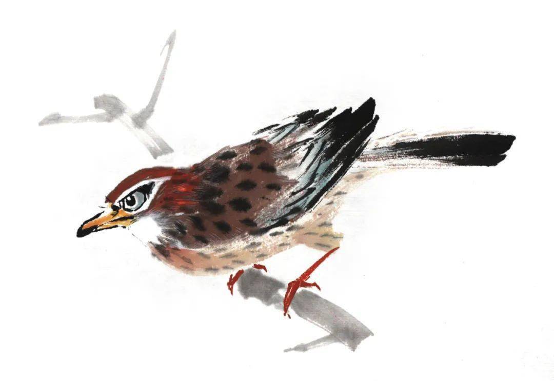 画眉的各种动态画法示范(见图)5.