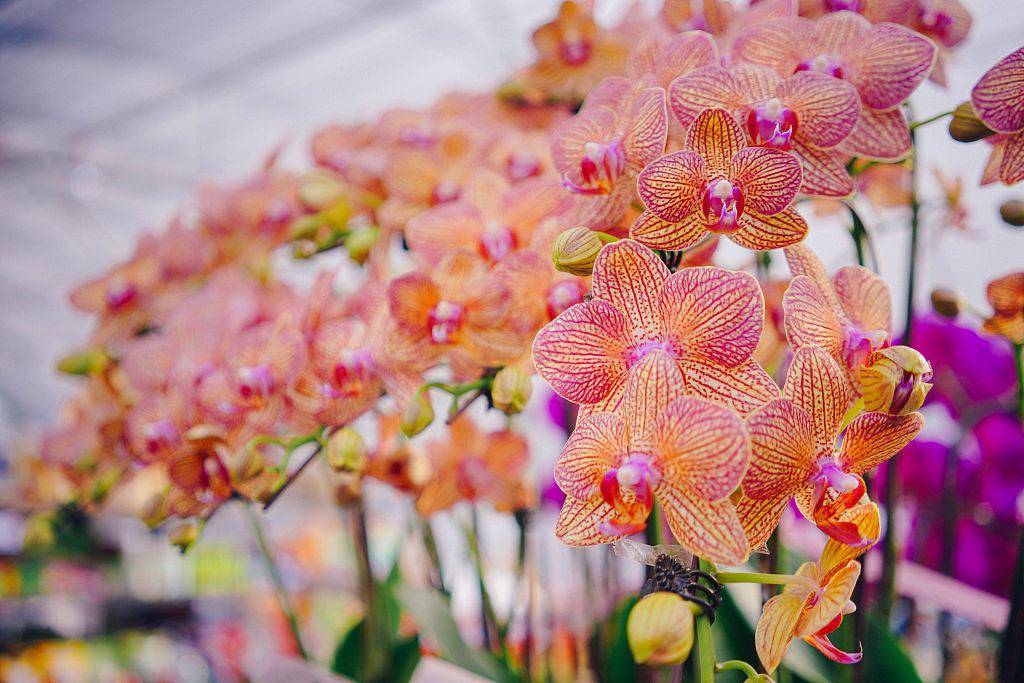 鲜花批发市场进货渠道(鲜花批发市场进货渠道鲜花鼓励)