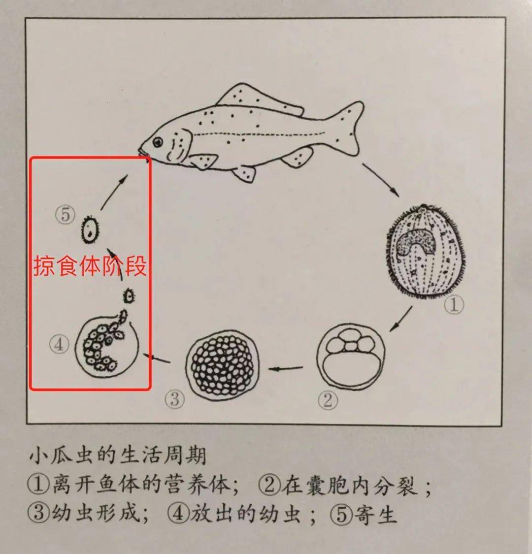 01滋養體期