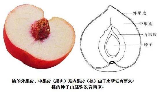 苹果横纵切面结构图图片