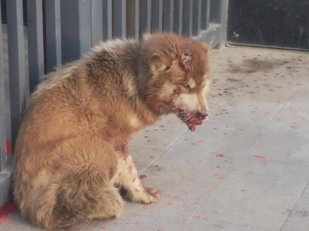 一条满头鲜血的阿拉斯加犬牵动了过万人的心