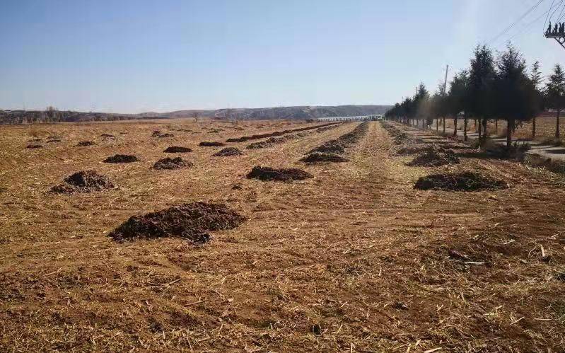 旱地种出玉露香梨我国旱作农业技术居于世界前列