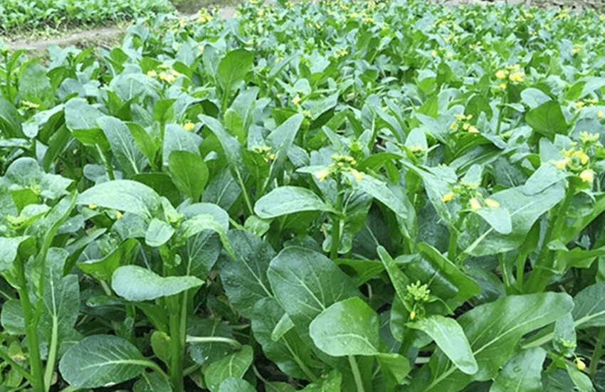 從種到收不到兩個月產量高效益好的菜心成菜農種植的首選