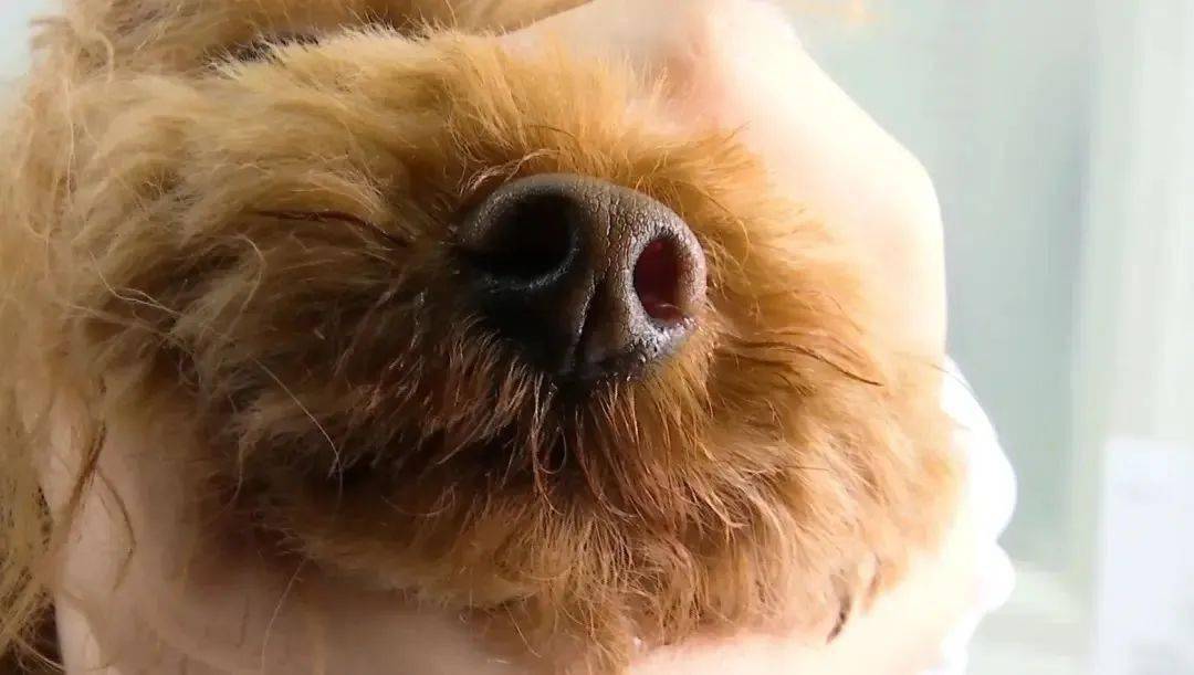 【宠物生活】宠物鼻纹身份证来了!扫一扫鼻子,就能知道它的身份