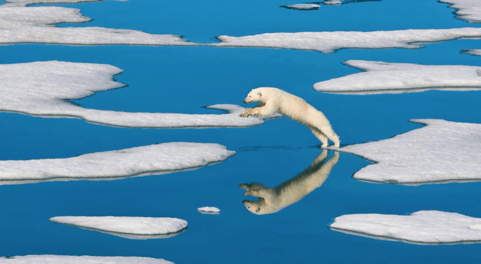 在我们前面的冰面上有一只海豹,那是北极熊的猎物,北极熊正看着它.