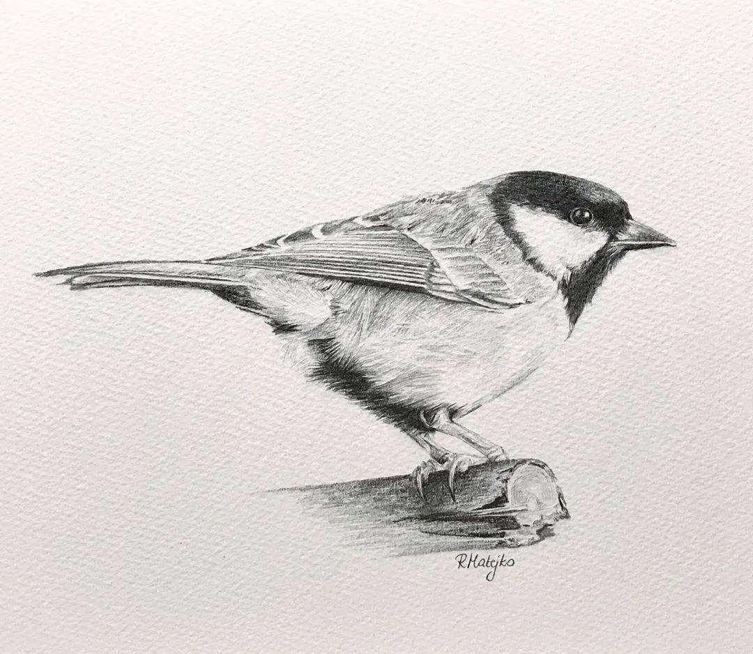 8小时画了一只猎鹰活灵活现的各种鸟类素描果断收藏