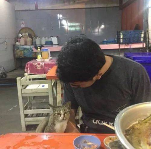 男子在吃飯，旁邊來了一隻貓，他摸了下沒給吃的，結果貓的表情... 萌趣萌寵 第3张