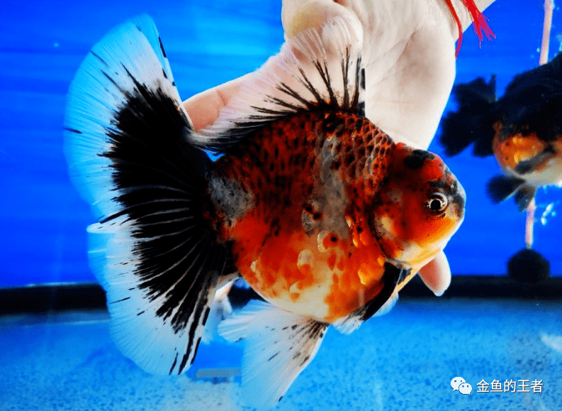 齐腮红一大筐喜欢的来自繁将军泰狮苗热出中