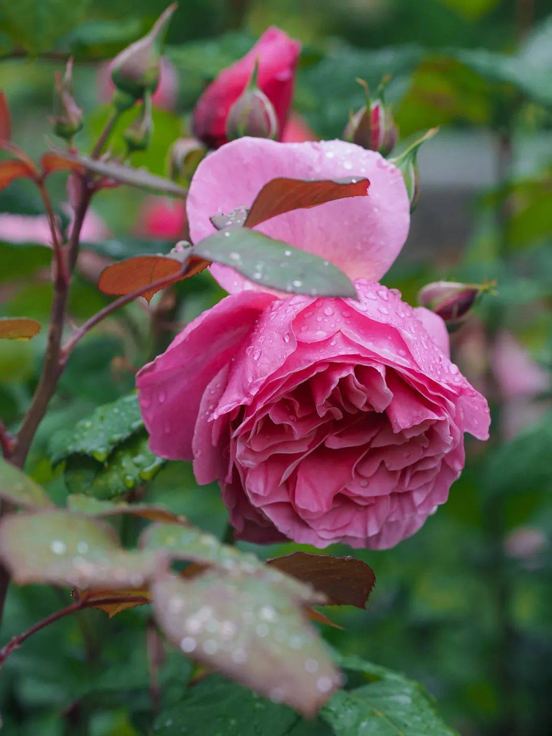 新品种一款接近完美的莉娜雷诺月季