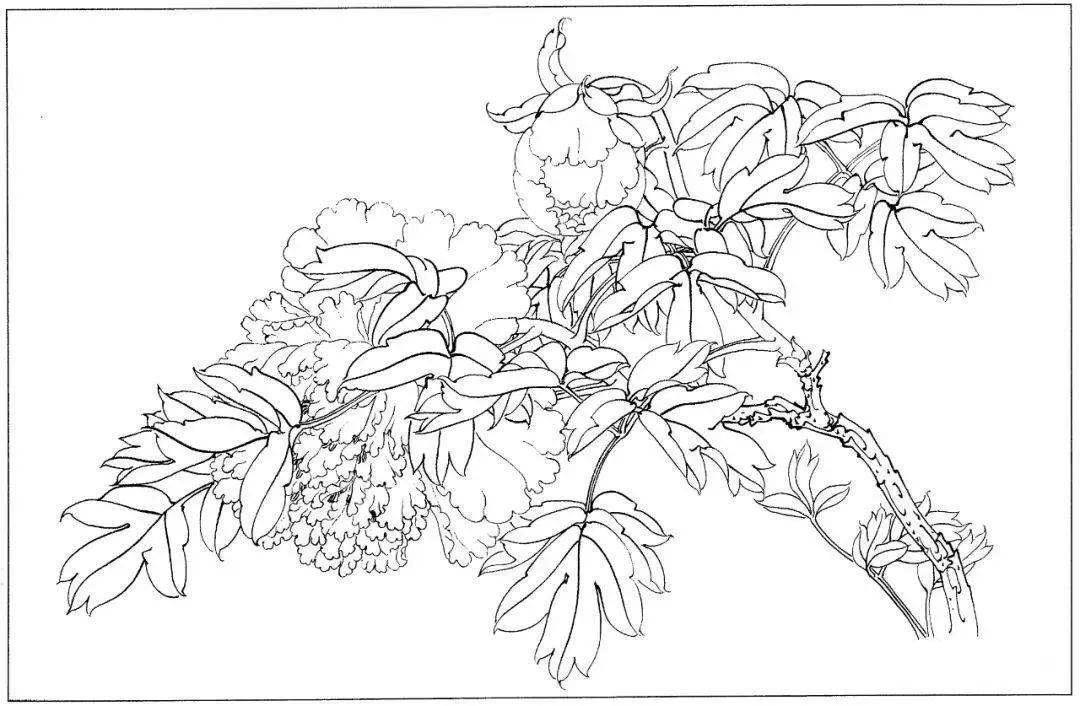 花卉白描线稿分享给你