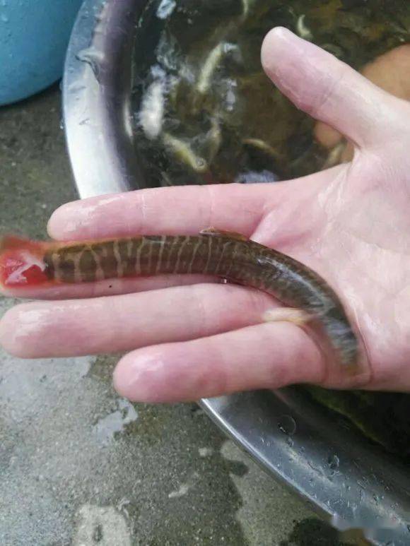 这种鱼抓不到电不起药不了只能用小鱼竿慢慢钓