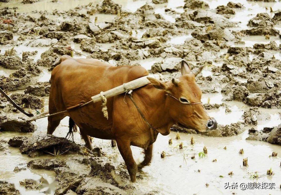 澳洲出现牛吃蛇现象吃得蛇要怀疑人生了是食物链要乱先兆