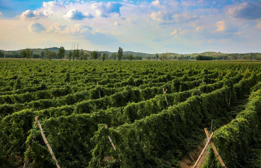 走向我们的小康麻黄梁镇绘就乡村振兴新蓝图