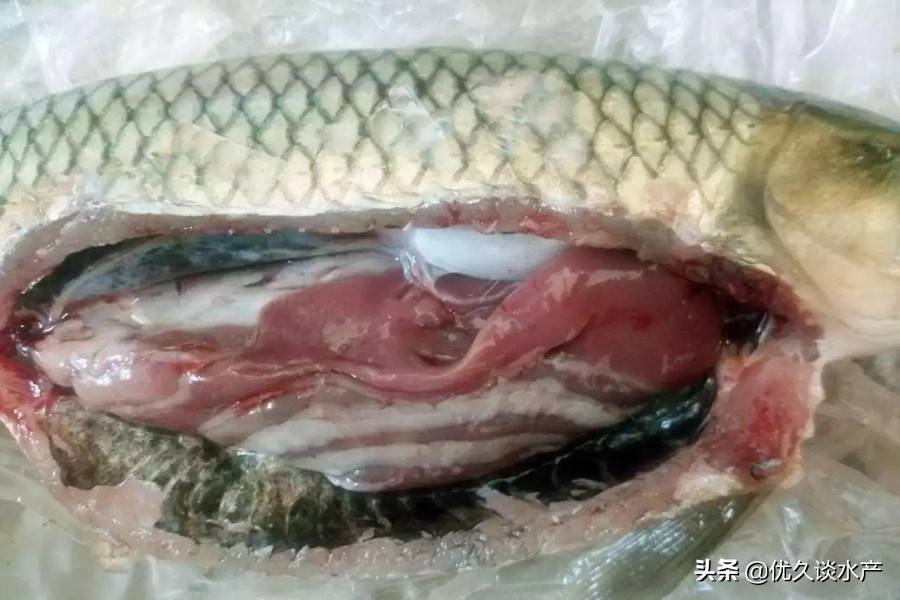 在发病时,病鱼通常离群独游,游动缓慢,体色发黑,食欲减退.