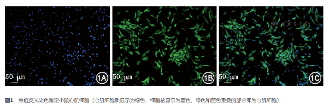 细胞质含绿色荧光标记的ctnt,而细胞核经dapi染色显示为蓝色,绿色和