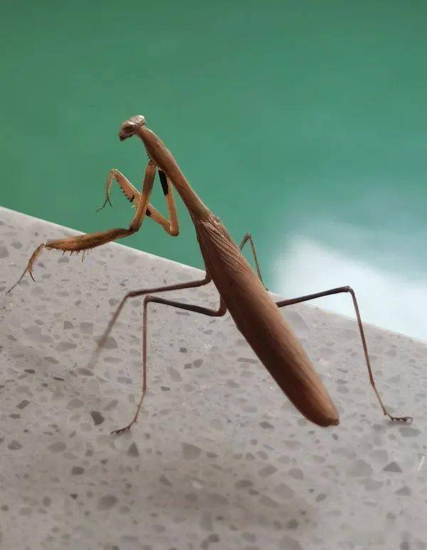 多少蝉虫无处遁,可怜背后自难逃.一双锯齿大王刀,挥向江湖败尔曹.