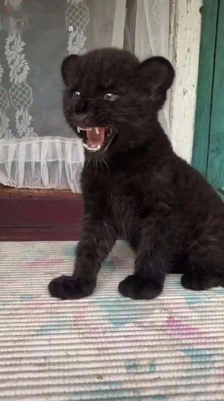 俄罗斯女子收养小黑豹当宠物为了教它捕猎还请狗子当老师