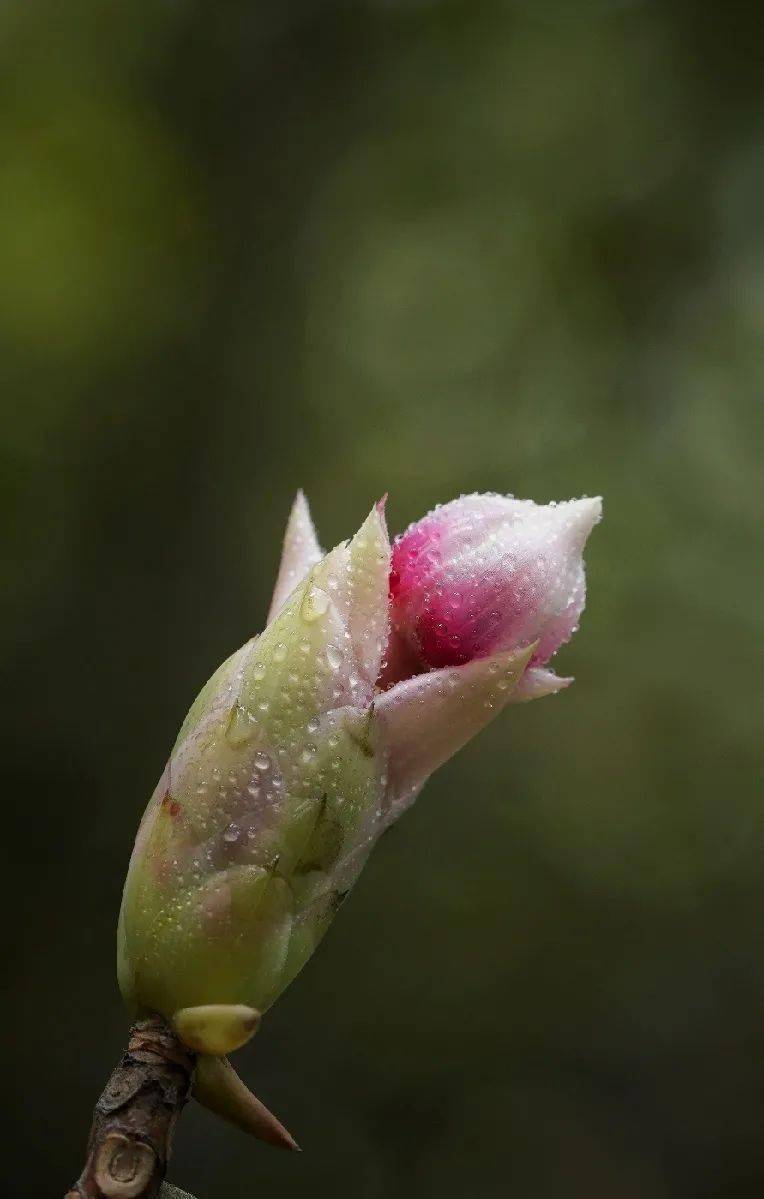 一期一花吊钟花