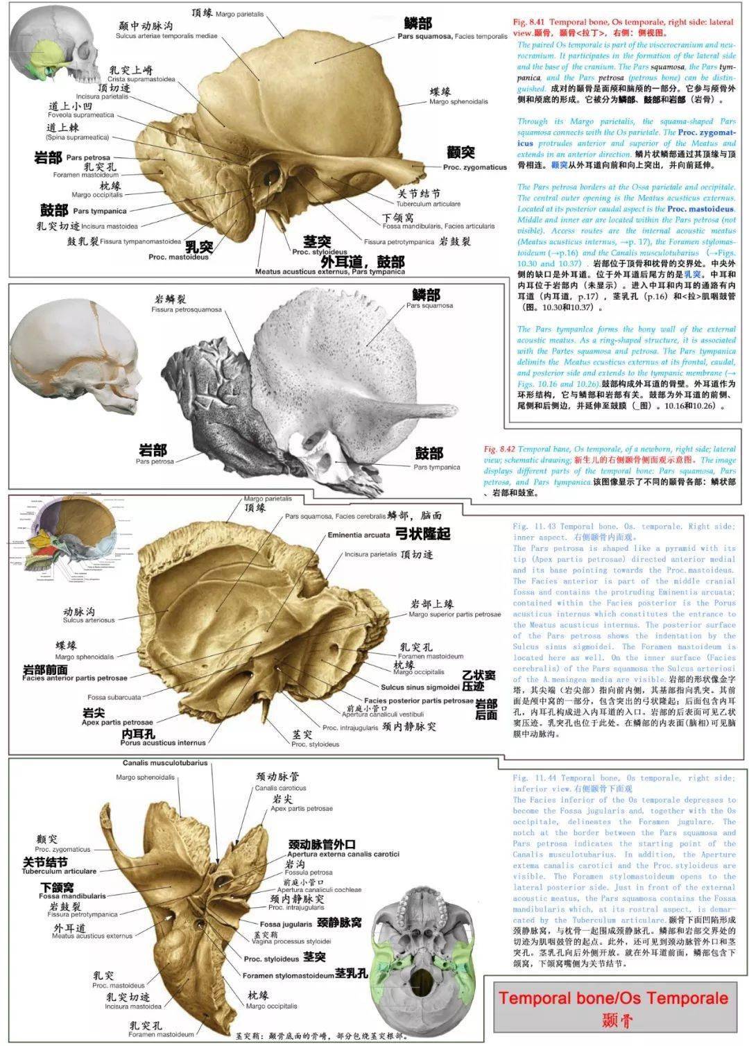 颞骨:蝶骨:筛骨:额骨(frontal bone:主要脑颅骨分别展示:颅底肌肉