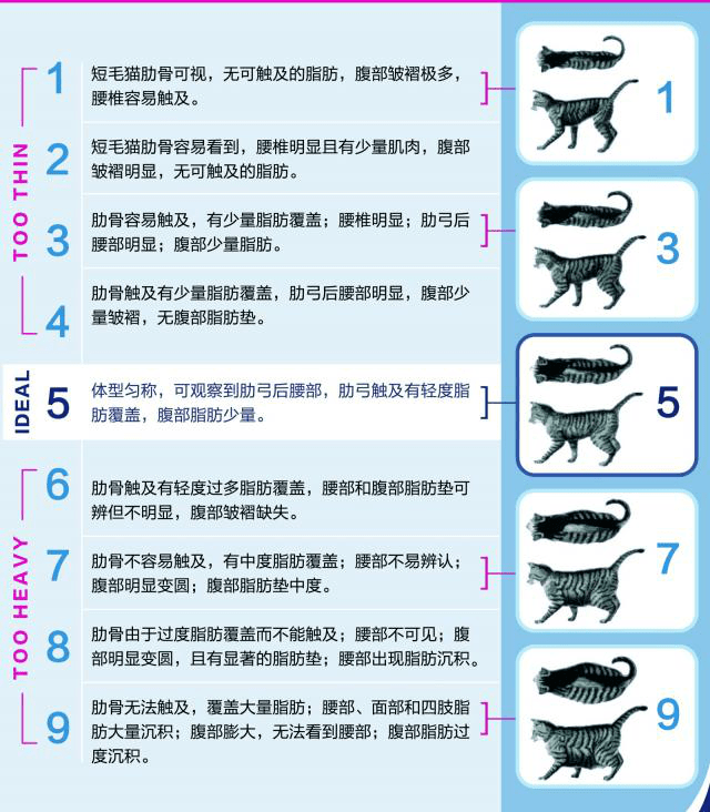 猫临床检查第一步 如何用好体况评分 体重