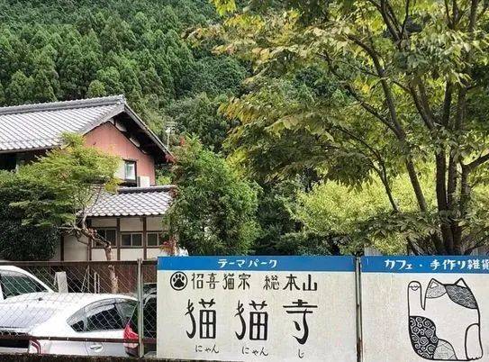 京都 猫猫寺 神像 住持都是猫 吸引无数猫奴朝拜 猫咪