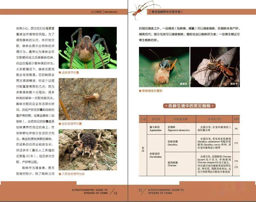 虫书推荐常见蜘蛛野外识别手册第2版