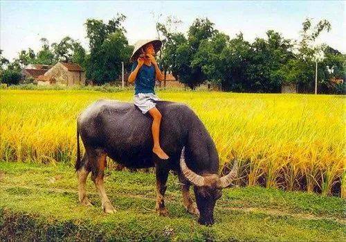 小牧童骑牛背上的图片图片
