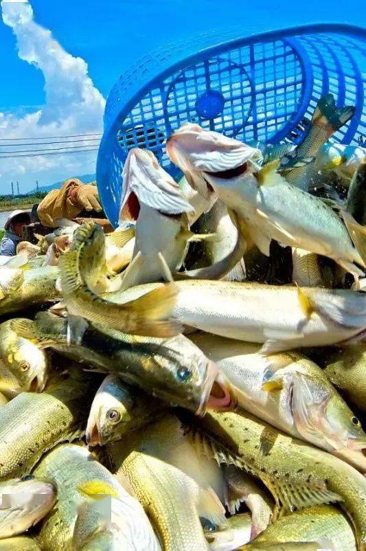 白蕉鲈鱼白蕉气候使得海鲈不但可以在本地区自然越冬,而且水温还长期