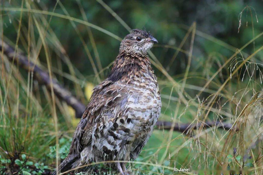 鸟类大观鸟类在冬季如何生存三披肩榛鸡