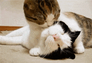 a1611abedc824364b096ee2acd2c2541.gif