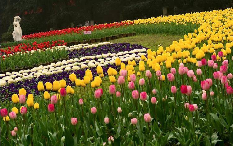 新春佳节将至,10万余盆鲜花扮靓园博园