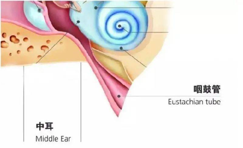 外耳道癤腫:由於外耳道毛囊或皮脂腺發炎,形成癤腫,開始表現為耳疼,耳