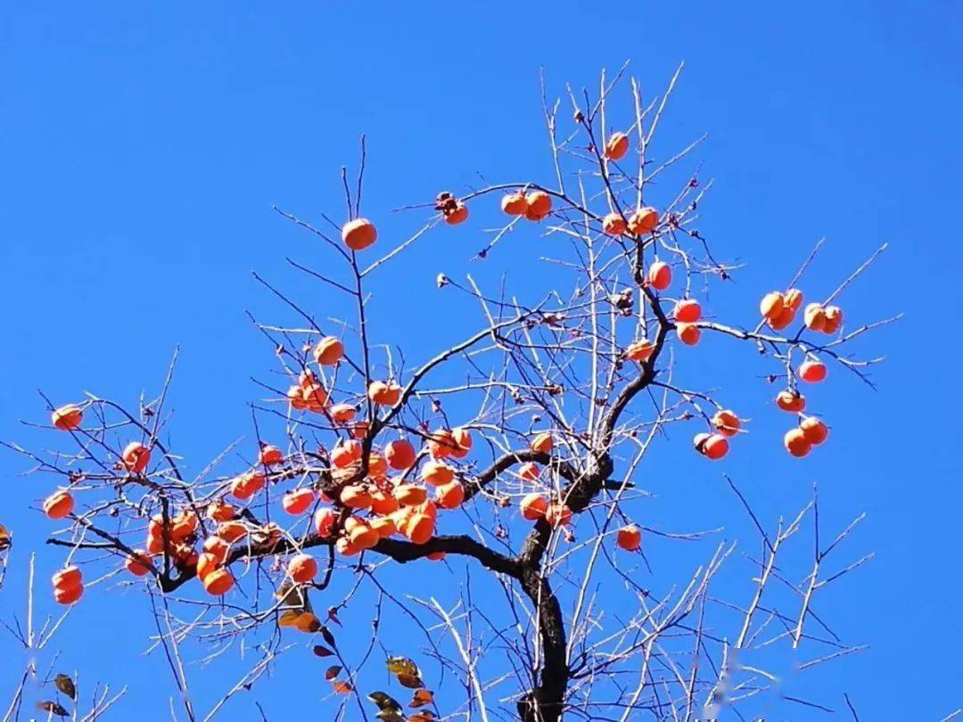 吳紅梓那棵掛果的柿子樹外一首