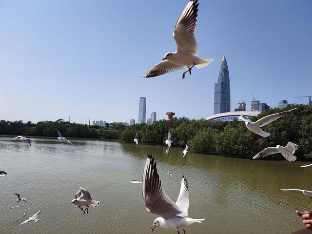 深圳湾公园海鸥聚集觅食鱼虾场面壮观