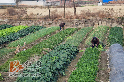 新春走基层丨蓝山 小小菜园冬种忙 生产