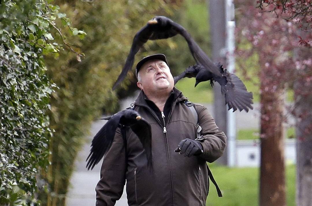 "有羽毛的猿",能记住曾伤害过它的人,并伺机报复_乌鸦