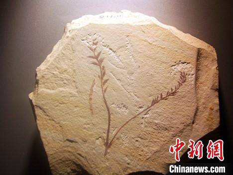 研究|研究揭示：开花植物或起源于侏罗纪甚至更早时期