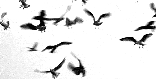 和平鸽起飞动态图片图片