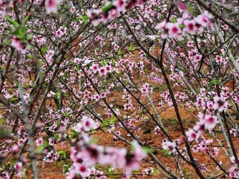 桃树苗在广州61花都,藏着一个千亩桃园花都千亩桃园汉服赏花美美哒