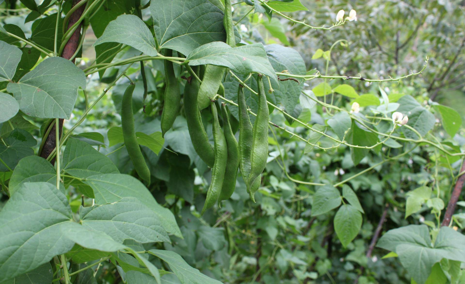 云南高海拔冷凉地区大白芸豆栽培技术 Cm