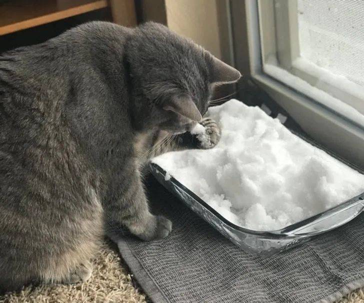 第一次面對下雪的寵物們，會有怎樣有趣的反應？ 萌趣萌寵 第5张