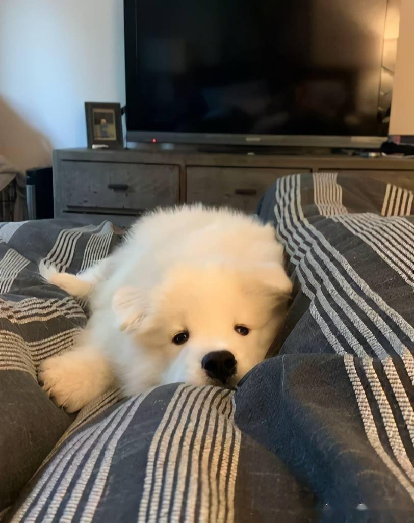 萨摩耶被亲后满脸愁容引发网友爆笑逼迫纯情小狗狗