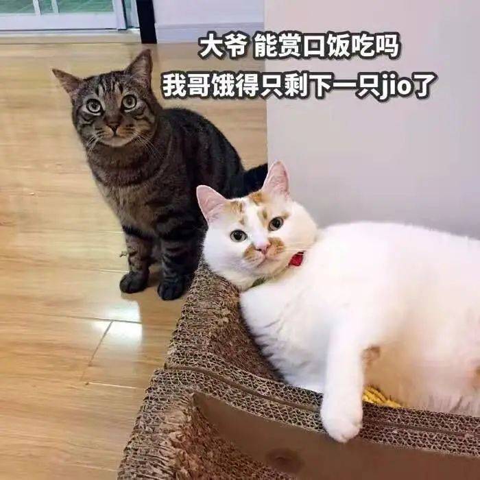 c87e0352ffa44abb9811a53ede8900a5.jpeg