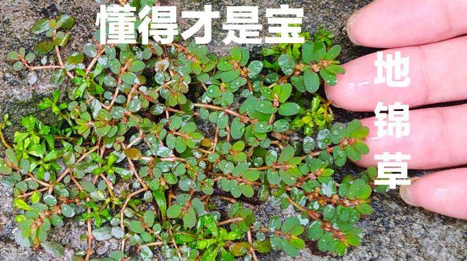 地锦草很像马齿苋,很多人分不清,你认识这种植物吗?