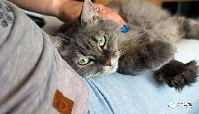 猫咪怎么才会有安全感 f82fa5fe1e1b47b483724a871d866688.jpeg