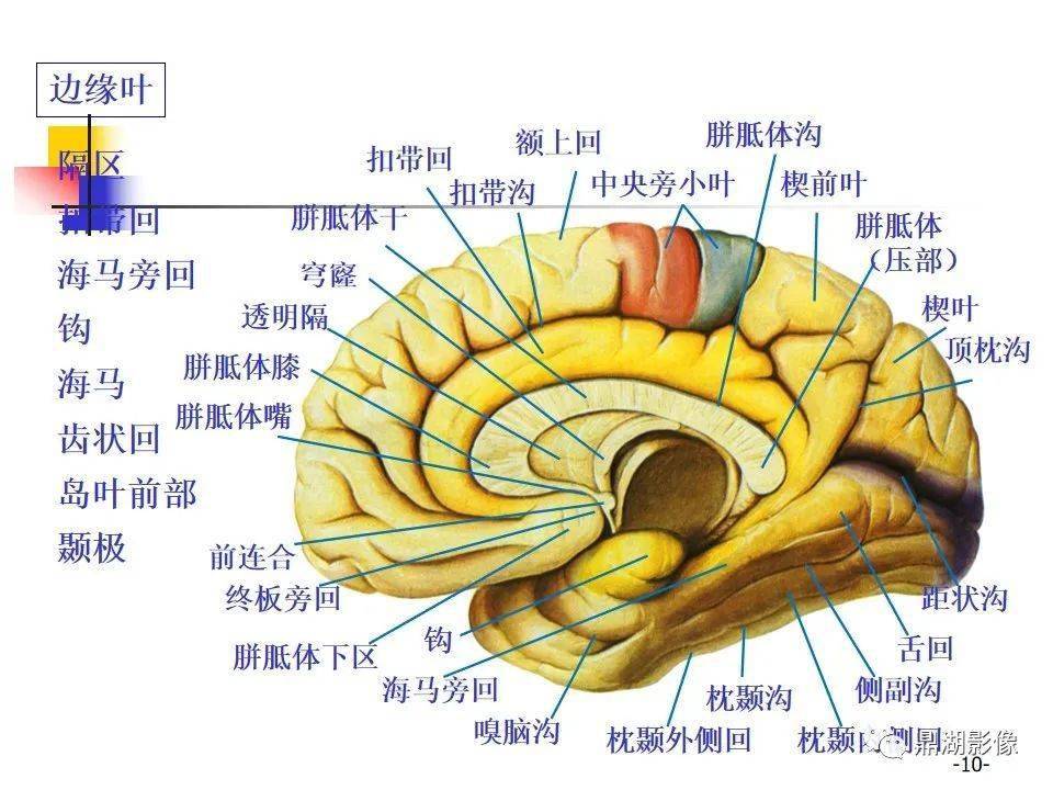 超高清端脑详细解剖图谱必点收藏