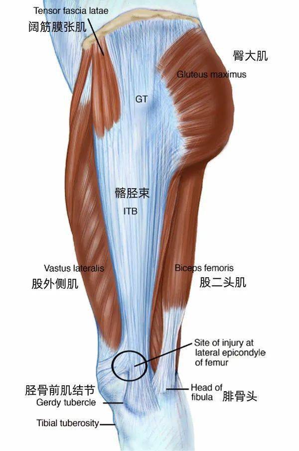 一运动就膝盖痛不是因为膝盖而是屁股